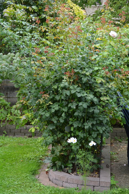 Mit sehr viel Liebe zum Detail hat die Purgstallerin ihre grüne Gartenoase gestaltet. | Foto: Roland Mayr