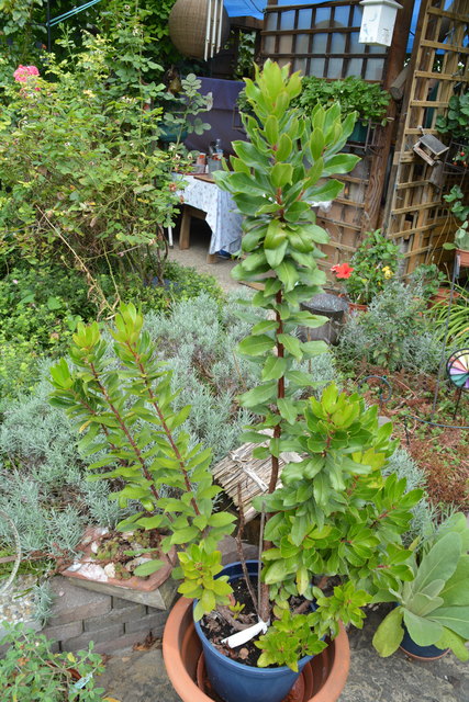 Mit sehr viel Liebe zum Detail hat die Purgstallerin ihre grüne Gartenoase gestaltet. | Foto: Roland Mayr