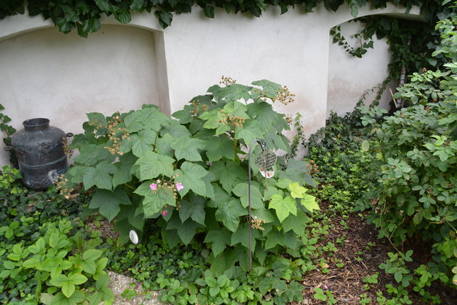 Mit sehr viel Liebe zum Detail hat die Purgstallerin ihre grüne Gartenoase gestaltet. | Foto: Roland Mayr