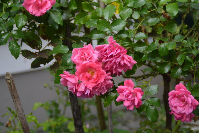 Die Blütenpracht in Wilhemine Buxhofers Garten ist eine wahre Augenweide. | Foto: Roland Mayr