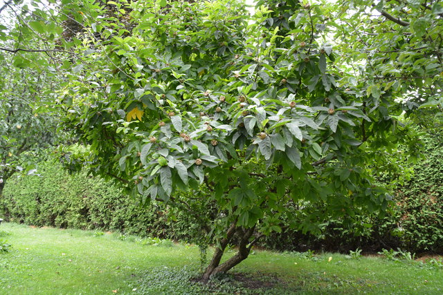 Wilhemine Buxhofer verbringt sehr viel Zeit in ihrem schönen Garten mitten in Purgstall. | Foto: Roland Mayr
