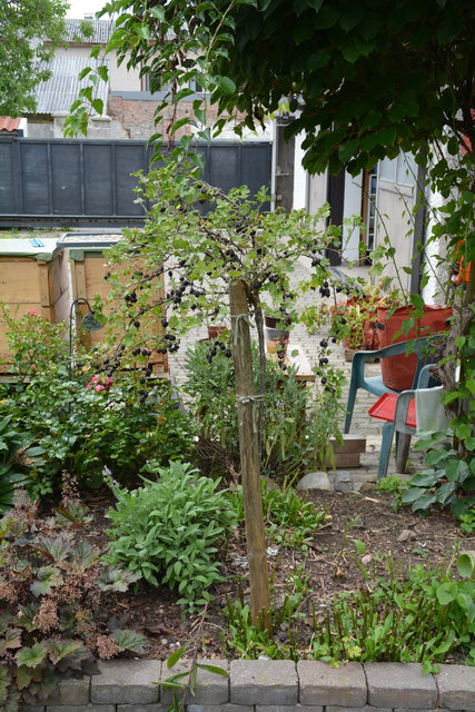 Wilhemine Buxhofer verbringt sehr viel Zeit in ihrem schönen Garten mitten in Purgstall. | Foto: Roland Mayr