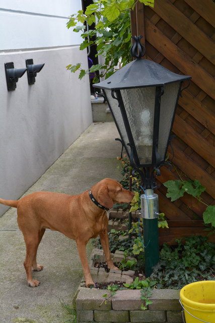 Auch der Hund fühlt sich im Garten in Purgstall wohl. | Foto: Roland Mayr