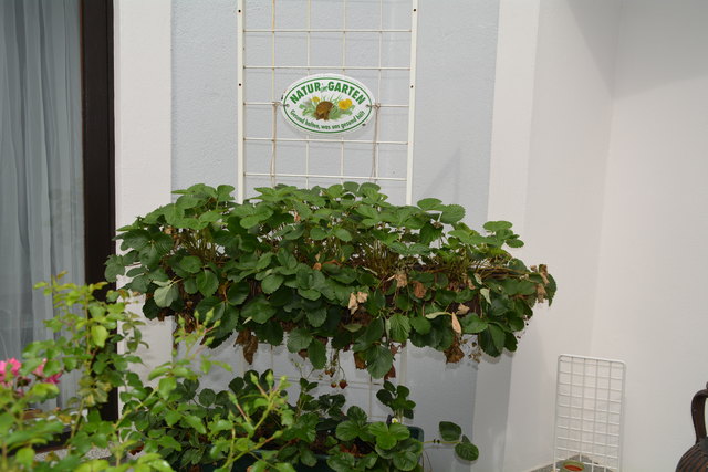 Mit sehr viel Liebe zum Detail hat die Purgstallerin ihre grüne Gartenoase gestaltet. | Foto: Roland Mayr