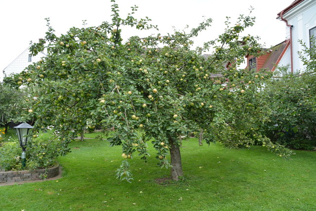 Auch ein schöner Apfelbaum Auch ein schöner Apfelbaum gedeiht prächtig im Garten in Purgstall. | Foto: Roland Mayr