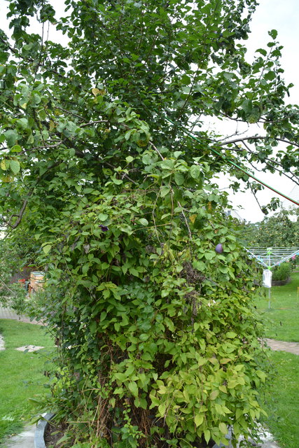 Mit sehr viel Liebe zum Detail hat die Purgstallerin ihre grüne Gartenoase gestaltet. | Foto: Roland Mayr