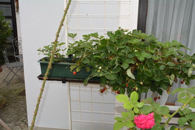 Mit sehr viel Liebe zum Detail hat die Purgstallerin ihre grüne Gartenoase gestaltet. | Foto: Roland Mayr