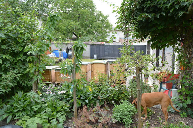 Auch der Hund fühlt sich im Garten in Purgstall wohl. | Foto: Roland Mayr