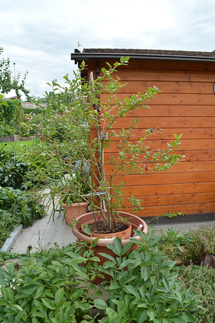 Mit sehr viel Liebe zum Detail hat die Purgstallerin ihre grüne Gartenoase gestaltet. | Foto: Roland Mayr