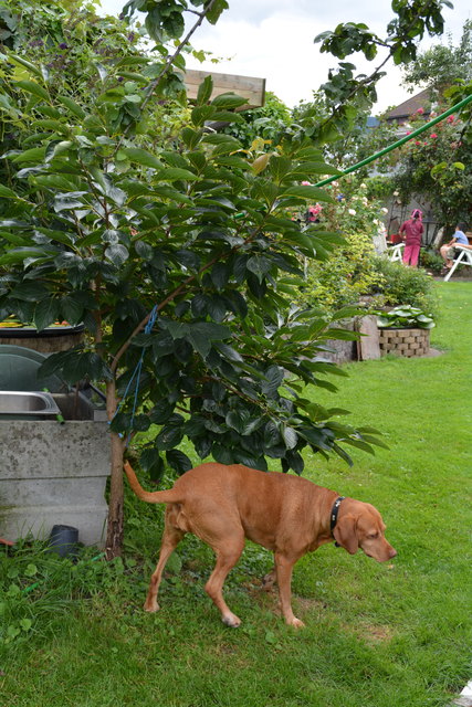 Auch der Hund fühlt sich im Garten in Purgstall wohl. | Foto: Roland Mayr