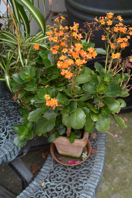 Die Blütenpracht in Wilhemine Buxhofers Garten ist eine wahre Augenweide. | Foto: Roland Mayr