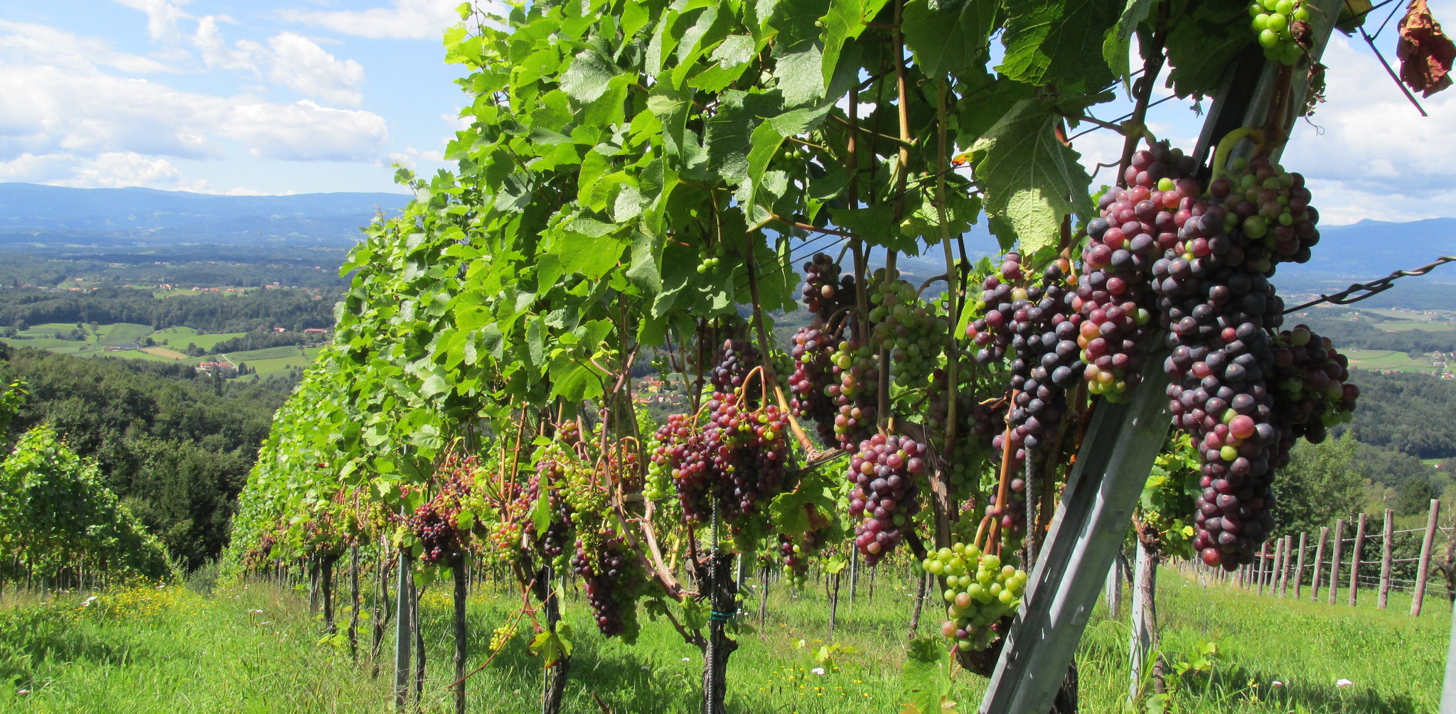 Die Trauben reifen heran - Deutschlandsberg