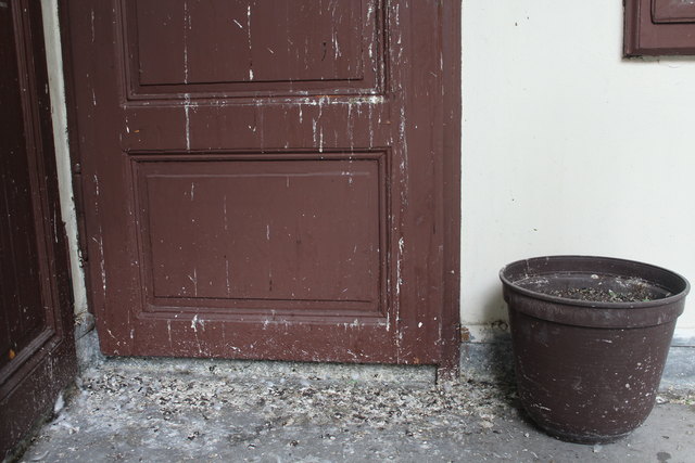 Tauben verdrecken den gesamten Innenhof de Hauses.