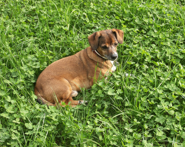 Tiere und Klee vermögen manchmal glückbringend zu sein