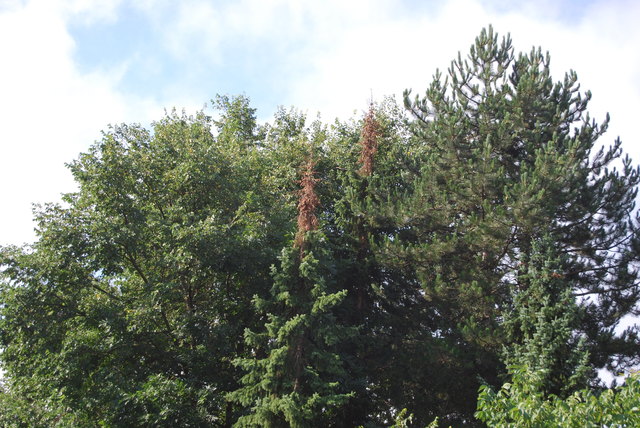 Braunwerden der Nadeln im Juli. So gesehen in der Nähe der Spittaler Stadtpfarrkirche, in der sich ein Handysender befindet