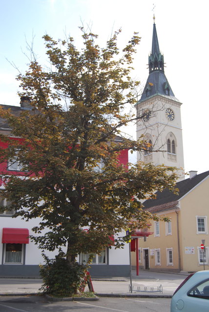 Die Blättern werden braun, rollen sich ein und fallen frühzeitig ab.