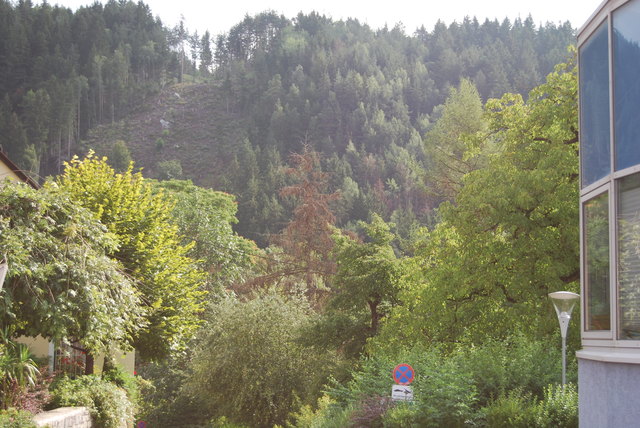 Der Strahlung ausgesetzt: Einzelne Bäume fangen an, abzusterben
