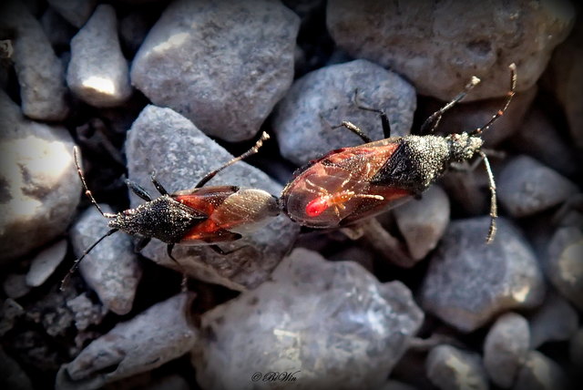 Vielleicht kennt jemand diese Wanzen (ca. 0,6 mm groß) und die rote Minispinne - oder ist es eine Milbe ?? Vollbild empfehle ich !