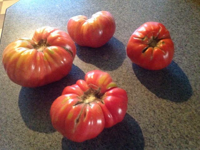 80 dag Tomaten aus Deutsch- Ehrensdorf