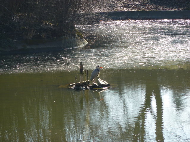 Die vielfältige Tierwelt im schönen Währinger Türkenschanzpark.