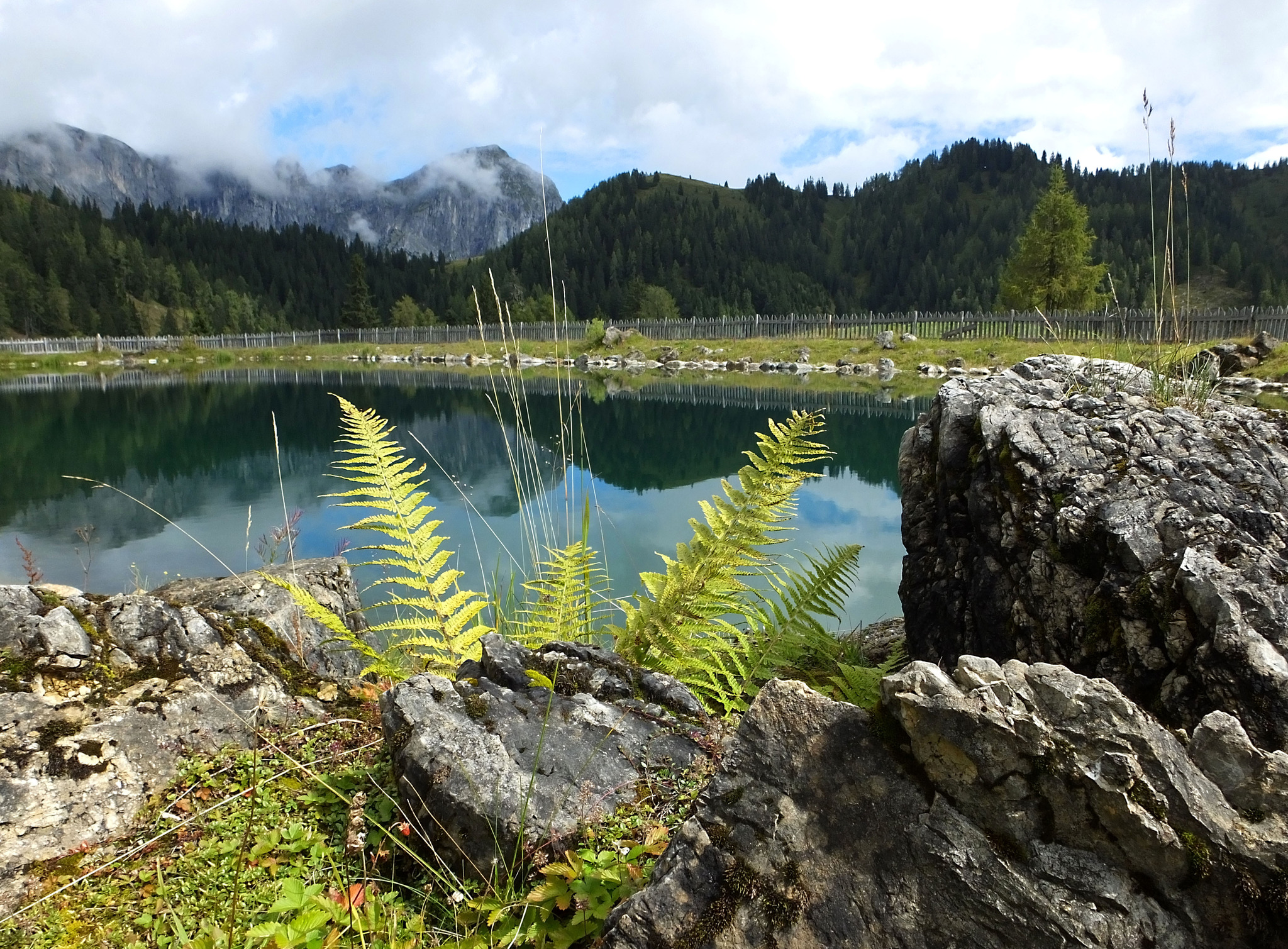 Farne am Teich Tennengau