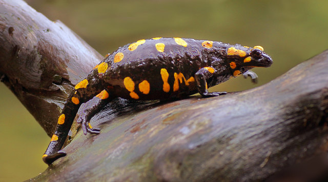 In leichtem Regen begegnete ich diesem ziemlich bummeligen Feuersalamander. Ich vermute es handelt sich um ein trächtiges Weibchen.