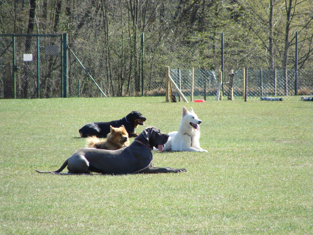 Ab In Die Hundeschule Leonstein Herbstkurs Ogv Steyrtal