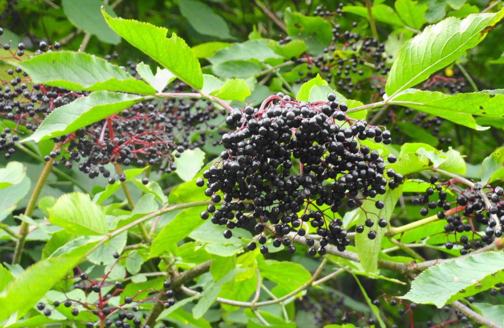 Die Holunderbeeren Sind Reif Villach Land