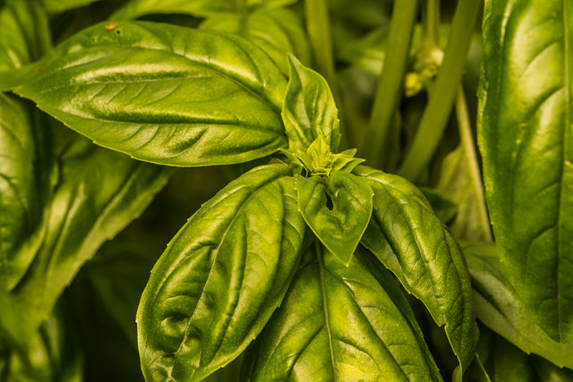 Gerade noch für ein Basilikum-Pesto geeignet.