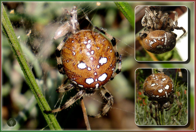 Die Vierfleck-Kreuzspinne ist eine sehr massige Spinne. Ihre breiteste Stelle befindet sich in der Mitte des Hinterleibs. Die Grundfarbe des Hinterkörpers der Spinne ist sehr variabel und reicht von weißlich über grünlich bis hin zu orange, braun oder wein- bzw. kirschrot. Auf dem Vorderkörper befindet sich ein dunkles Band. Charakteristisch sind die namensgebenden weißen quergestellten Flecken auf dem hinteren Teil des Hinterleibs, die zusammen mit 2 Querflecken der Kreuzzeichnung die prägenden 4 weißen Fl