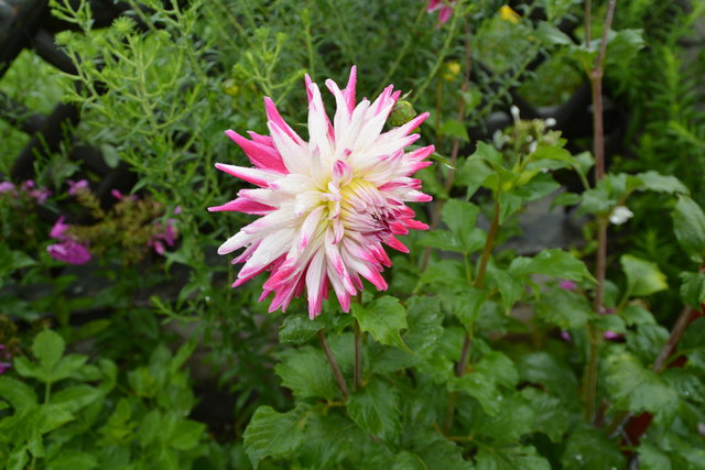 Die Blüten der prächtigen Dahlien sind ein echter Blickfang und "Balsam für die Seele".