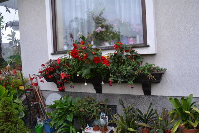 Ein wahres Blütenmeer verzaubert die Sinne, wenn man im Garten der Familie verweilt.