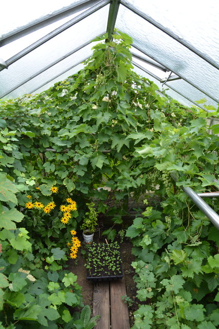 Im Gewächshaus der Putschögls gedeiht der Wein ganz prächtig.