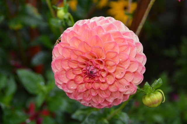 Die Blüten der prächtigen Dahlien sind ein echter Blickfang und "Balsam für die Seele".