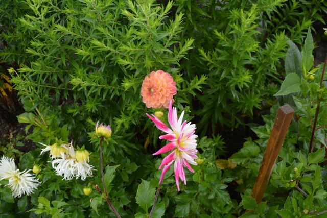 Ein wahres Blütenmeer verzaubert die Sinne, wenn man im Garten der Familie verweilt.
