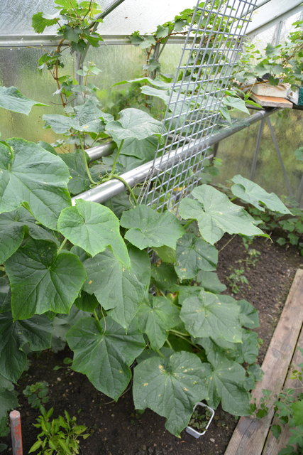 Im Gewächshaus der Putschögls gedeiht das Gemüse ganz prächtig.