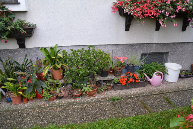 Ein wahres Blütenmeer verzaubert die Sinne, wenn man im Garten der Familie verweilt.