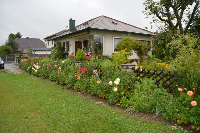 Auf die Dahlien vor ihrem Haus in Wieselburg sind die Putschögls ganz besonders stolz.