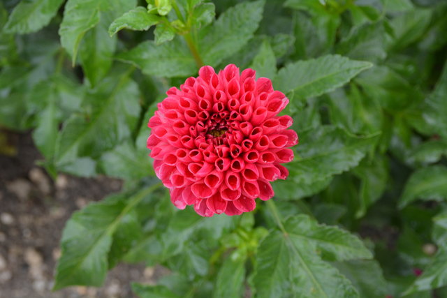 Die Blüten der prächtigen Dahlien sind ein echter Blickfang und "Balsam für die Seele".
