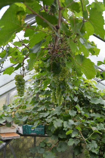 Im Gewächshaus der Putschögls gedeiht der Wein ganz prächtig.