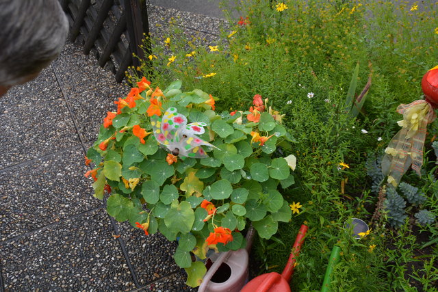 Ein wahres Blütenmeer verzaubert die Sinne, wenn man im Garten der Familie verweilt.