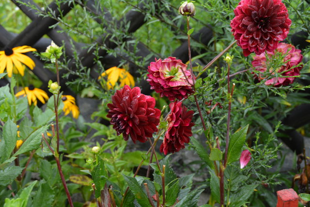Ein wahres Blütenmeer verzaubert die Sinne, wenn man im Garten der Familie verweilt.