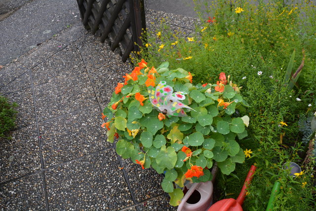Ein wahres Blütenmeer verzaubert die Sinne, wenn man im Garten der Familie verweilt.