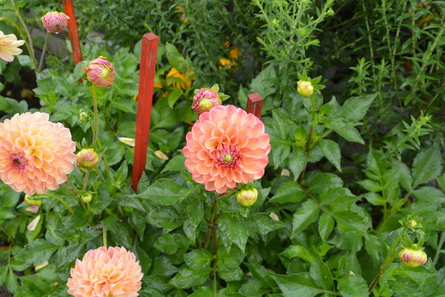 Die Blüten der prächtigen Dahlien sind ein echter Blickfang und "Balsam für die Seele".