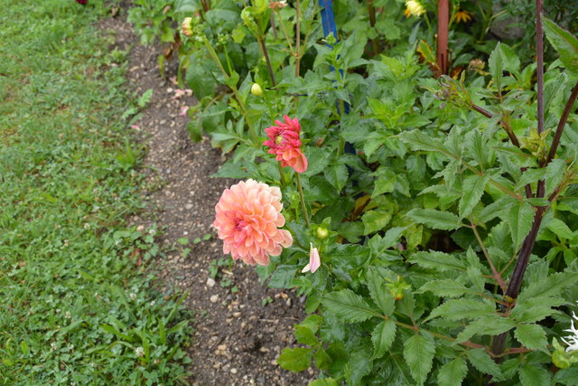 Die Blüten der prächtigen Dahlien sind ein echter Blickfang und "Balsam für die Seele".