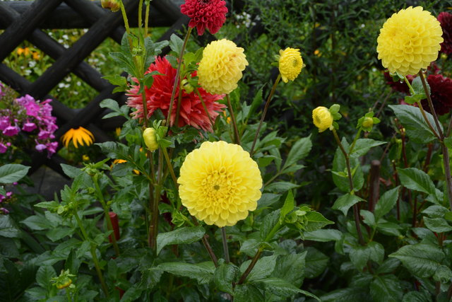 Ein wahres Blütenmeer verzaubert die Sinne, wenn man im Garten der Familie verweilt.