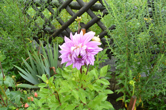 Die Blüten der prächtigen Dahlien sind ein echter Blickfang und "Balsam für die Seele".