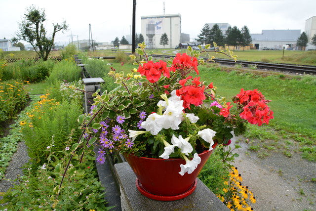 Ein wahres Blütenmeer verzaubert die Sinne, wenn man im Garten der Familie verweilt.