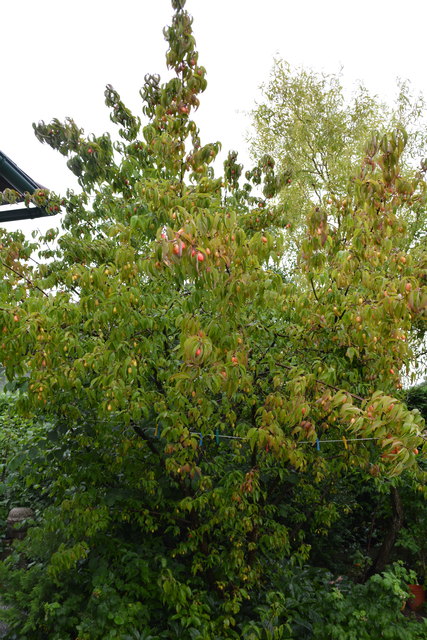 Auch Obstbäume haben die Eheleute in ihrem Wieselburger Garten gepflanzt.