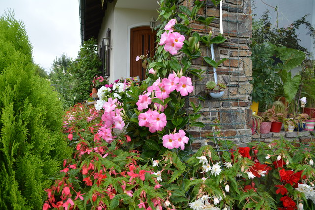 Ein wahres Blütenmeer verzaubert die Sinne, wenn man im Garten der Familie verweilt.